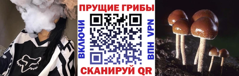 наркотики  Новоульяновск  Галлюциногенные грибы Cubensis 